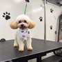 Bluey Pet Grooming
