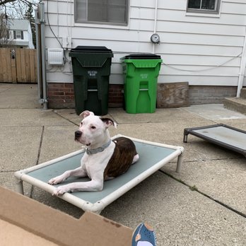 Bailey's Bark - Loving pits! - Dog Walkers Near Me - Wickliffe, Ohio