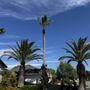 Photo of Cranfill Tree Service