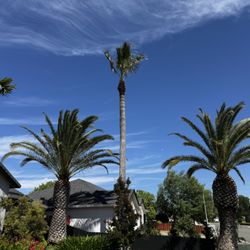 Cranfill Tree Service - Palm trees by Cranfill