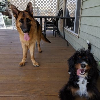 Happy Hounds Dog Training - Spring break Board and Train consists of tongue-filled smiles and tail wags! - Pet Training Near Me Happy Hounds Dog Training - Spring break Board and Train consists of tongue-filled smiles and tail wags! - Pet Training Near Me