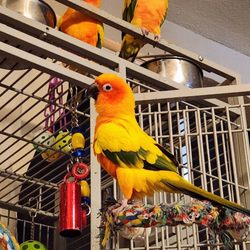 Birds And Then Some - TuggTugg, Miss Pickles, and Stitch