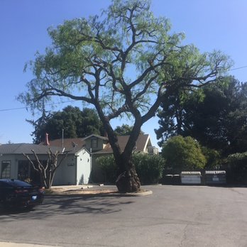 La Bahia Tree Service - trimmed pepper tree...Perfecto! - Tree Services Near Me - San Jose, California