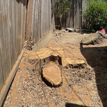 Climb-Rite Tree Services - Before - Tree Services Near Me