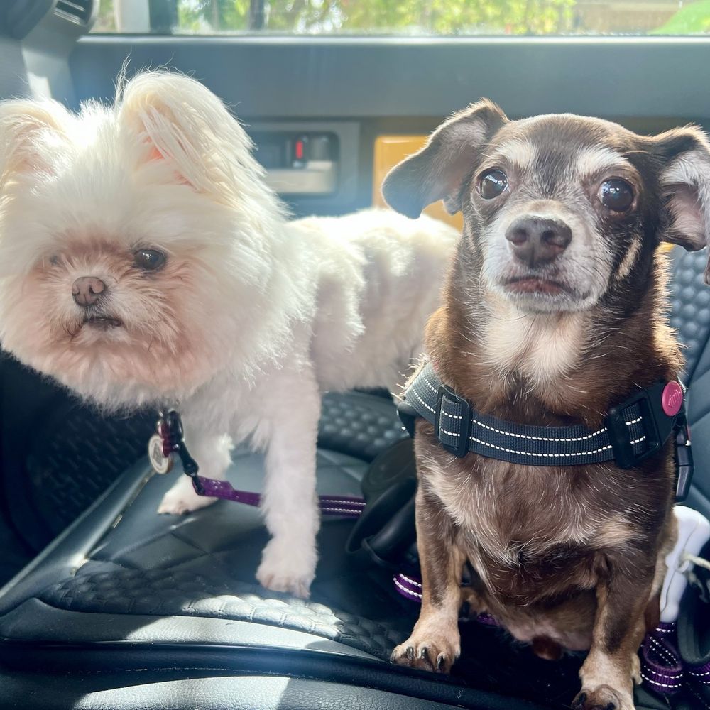 Xclusive Pawz - Pet Boarding Near Me Xclusive Pawz - Pet Boarding Near Me