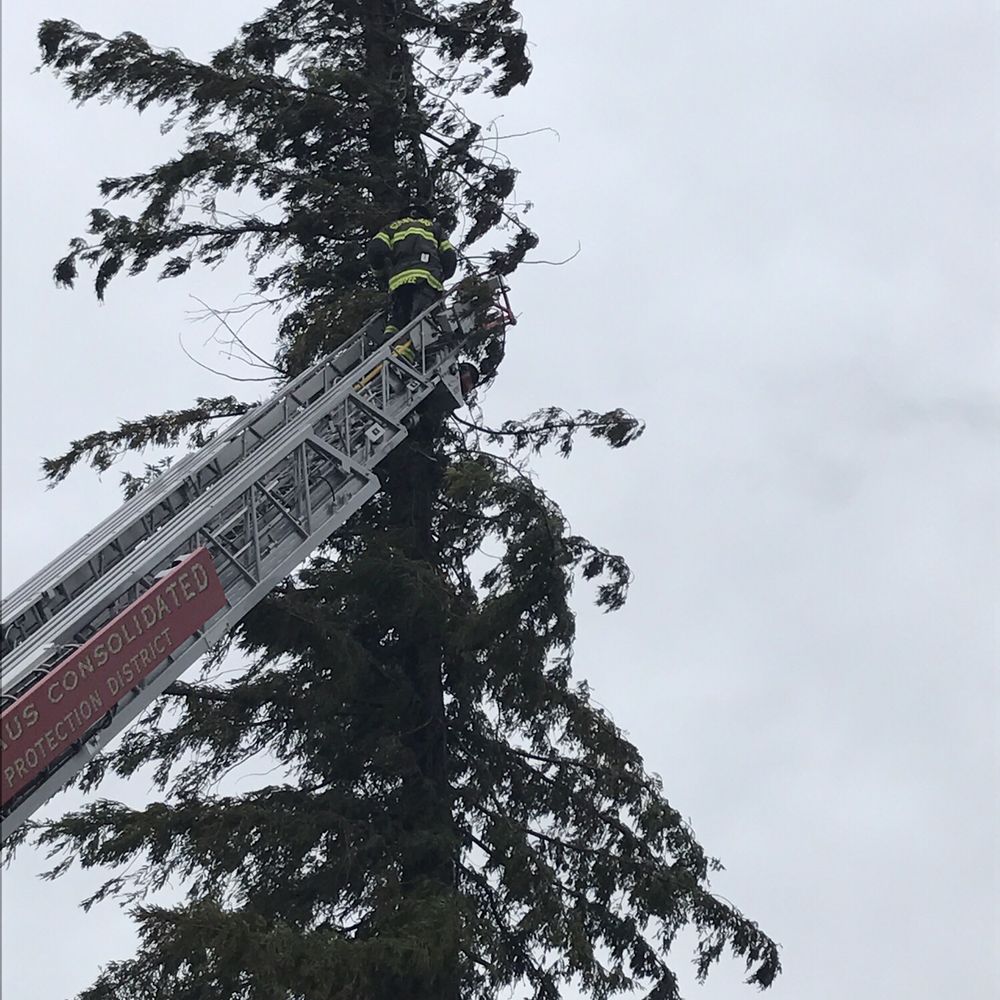 Cal Roots - Tree Services Near Me - Modesto, California