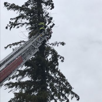 Cal Roots - Tree Services Near Me - Modesto, California