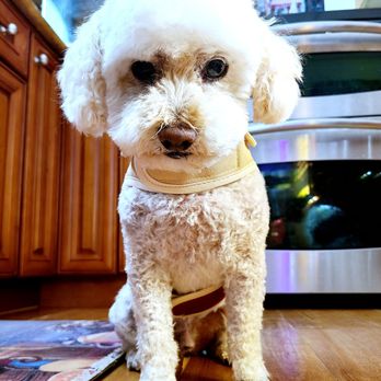 Happy Doggy - Thanks, Yang! - Pet Groomers Near Me - Seattle, Washington Happy Doggy - Thanks, Yang! - Pet Groomers Near Me - Seattle, Washington