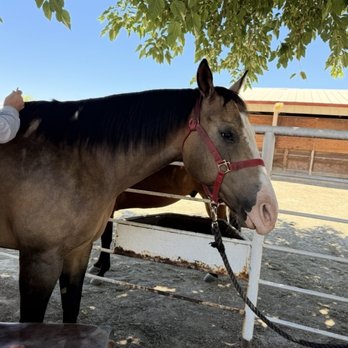 Animal Chiropractic Group - Horse chiro massage - Veterinarians Near Me - Clovis, California Animal Chiropractic Group - Horse chiro massage - Veterinarians Near Me - Clovis, California
