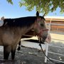 Animal Chiropractic Group