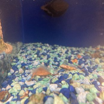PetSmart - Pet Stores Near Me - Escondido, California