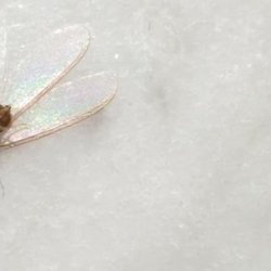Rhino Pest Management - Swarming Termite
