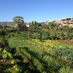 Horta Comunitária do Barreiro - Detalhes das hortaliças produzidas.