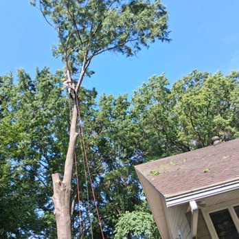 Alvarado Tree Services - Tree Services Near Me - Independence, Missouri Alvarado Tree Services - Tree Services Near Me - Independence, Missouri