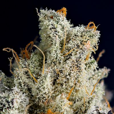 Cornerstone Wellness Dispensary & Delivery by null