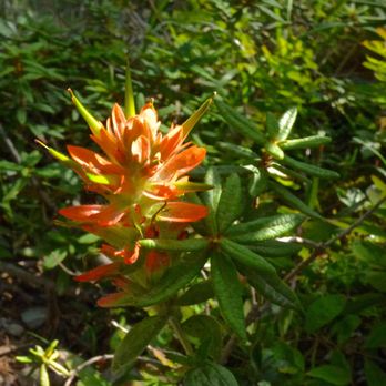 Grassi Lakes - Indian Paintbrush along path in July - Lakes Near Me - Kananaskis, Alberta