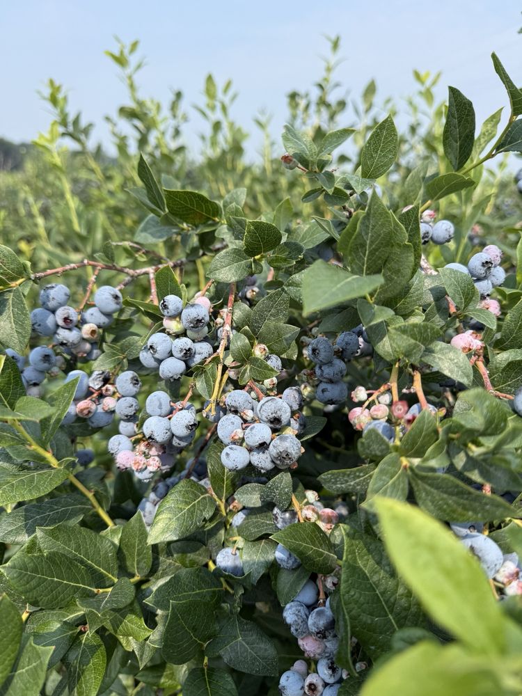 Reenders Blueberry Farm Logo