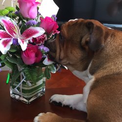 Enchanted Florist - Even my bully loved the smell