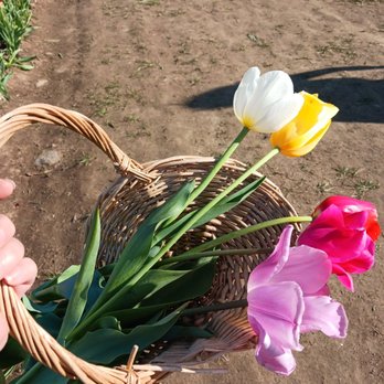 Wicked Tulips Flower Farm - Pick Your Own Farms Near Me - Preston, Connecticut Wicked Tulips Flower Farm - Pick Your Own Farms Near Me - Preston, Connecticut