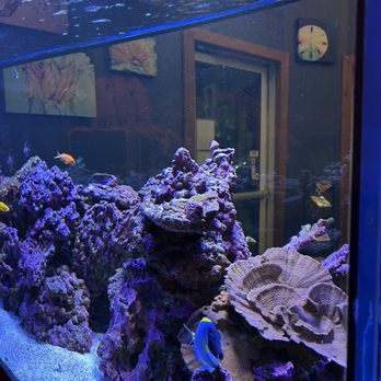 Cobalt - The tank - Seafood Near Me - Orange Beach, Alabama Cobalt - The tank - Seafood Near Me - Orange Beach, Alabama