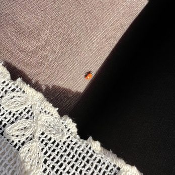 Green Cheek Beer Co. - Lady bug that landed on me. Had an interview the next day so good luck - Breweries Near Me - Costa Mesa, California Green Cheek Beer Co. - Lady bug that landed on me. Had an interview the next day so good luck - Breweries Near Me - Costa Mesa, California