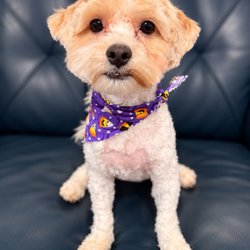 Four Paws Dog Grooming - Tango