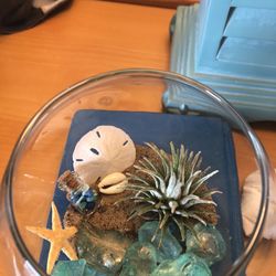 Outer Banks Beach Club - This is my ocean terrarium I made!