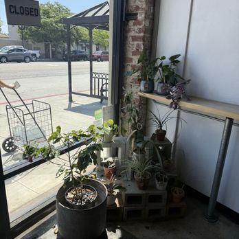 Black Ring Coffee Roasters - Cute plant area - Coffee Roasteries Near Me - Long Beach, California