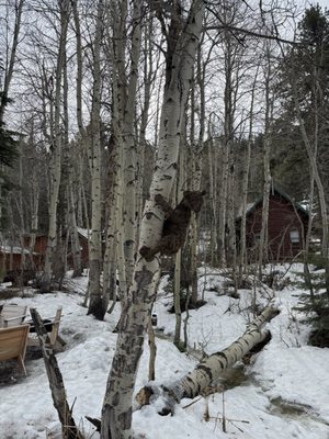 Desolation Hotel Hope Valley by null