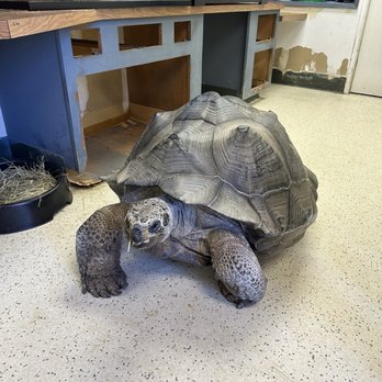EcoVivarium - Galapagos Turtle - Museums Near Me - Escondido, California EcoVivarium - Galapagos Turtle - Museums Near Me - Escondido, California