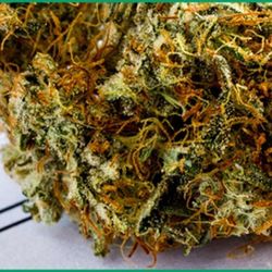 Florida Medical Marijuana Health Center