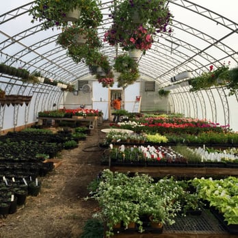 Chamberlain Acres - Spring in the greenhouse. - Nurseries & Gardening Near Me - Elmira, New York Chamberlain Acres - Spring in the greenhouse. - Nurseries & Gardening Near Me - Elmira, New York