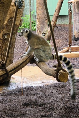 Hellabrunn Zoo by null