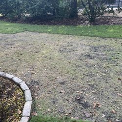 VerdeGo Landscape - After damaging my entire lawn only replaced portions of the dead grass leaving large sections of weeds and dirt, like this was ok.