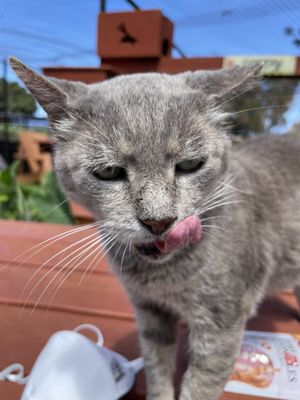 Lānaʻi Cat Sanctuary by null