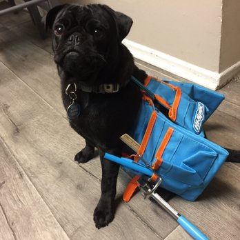 Handyman - Handyman is pet friendly!  (Chanca my helper) - Handyman Near Me - Fullerton, California