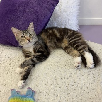 Purr-fecto Cat Lounge - Animal Shelters Near Me - Austin, Texas