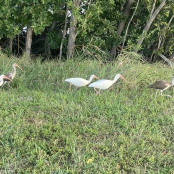 Sunset Lounge - Spoonbills birds walking around - Bars Near Me - Key West, Florida Sunset Lounge - Spoonbills birds walking around - Bars Near Me - Key West, Florida