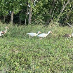 Sunset Lounge - Spoonbills birds walking around