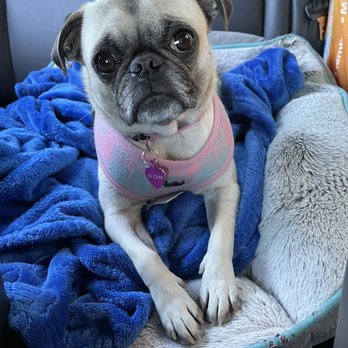 Petz Place - Penny LOVES Petz Place! - Pet Stores Near Me - Goodyear, Arizona Petz Place - Penny LOVES Petz Place! - Pet Stores Near Me - Goodyear, Arizona