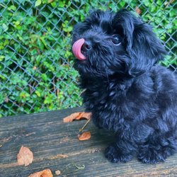 Pet School & Hotel - Puppy Uptown outside