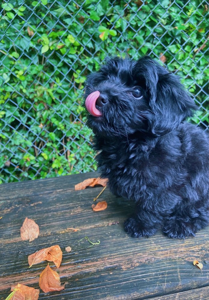 Pet School & Hotel - pet boarding facility in Louisville, KY
