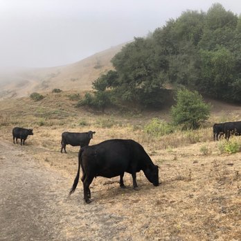 Las Trampas Regional Wilderness - Parks Near Me - San Ramon, California Las Trampas Regional Wilderness - Parks Near Me - San Ramon, California