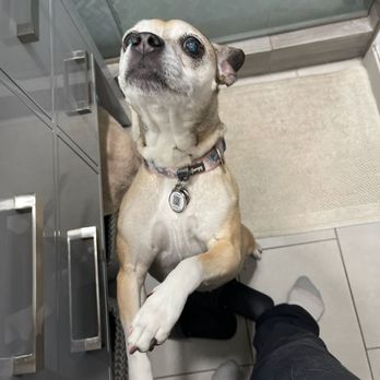 Marpawws - Pet Boarding Near Me