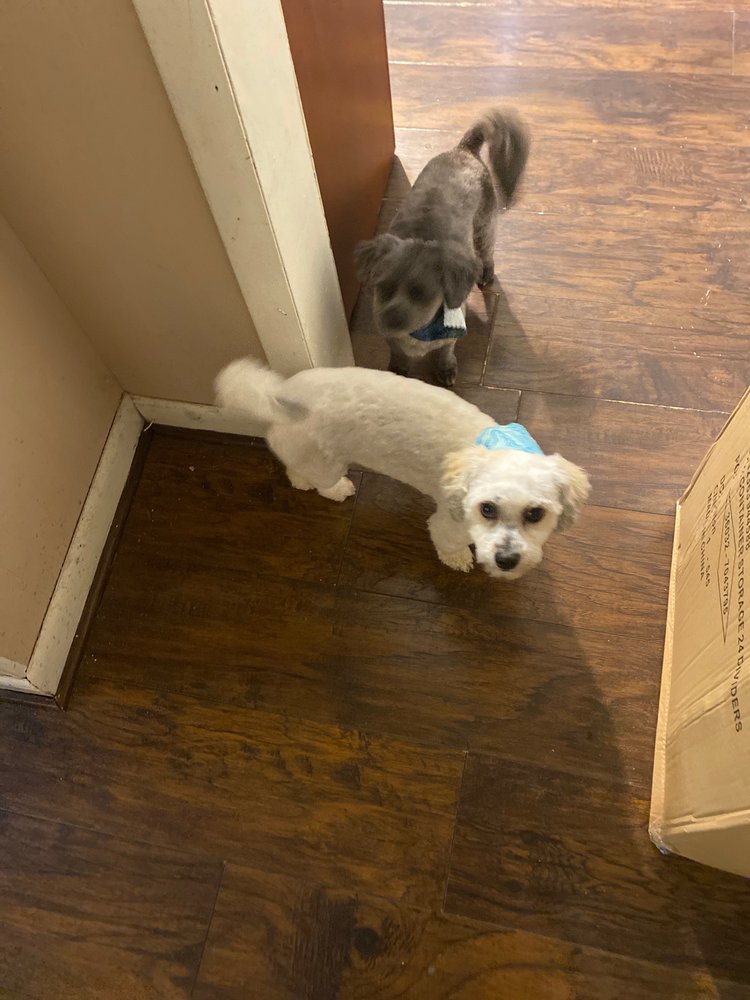 ROBYN’S DOG GROOMING Updated September 2024 23 Photos 2463