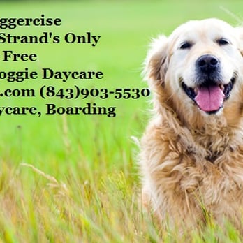 Deb's Doggercise - Pet Training Near Me - Myrtle Beach, South Carolina Deb's Doggercise - Pet Training Near Me - Myrtle Beach, South Carolina