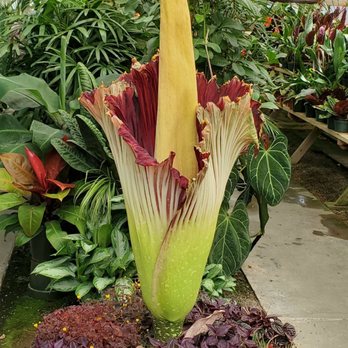 California Polytechnic State University - "MUSTY", a Amorphophallus titanium, Titan arum or Corpse flower. 10 July 2020 - Colleges & Universities Near Me - San Luis Obispo, California California Polytechnic State University - "MUSTY", a Amorphophallus titanium, Titan arum or Corpse flower. 10 July 2020 - Colleges & Universities Near Me - San Luis Obispo, California