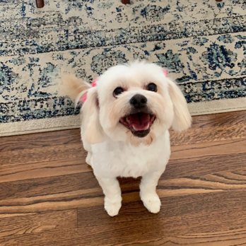 Sung's Grooming Studio - Happy with the results. Alice is really happy, too. - Pet Groomers Near Me - Studio City, California Sung's Grooming Studio - Happy with the results. Alice is really happy, too. - Pet Groomers Near Me - Studio City, California