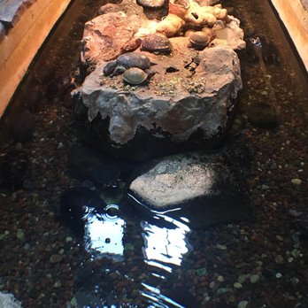 The Grove - Turtles - Landmarks & Historical Buildings Near Me - Glenview, Illinois