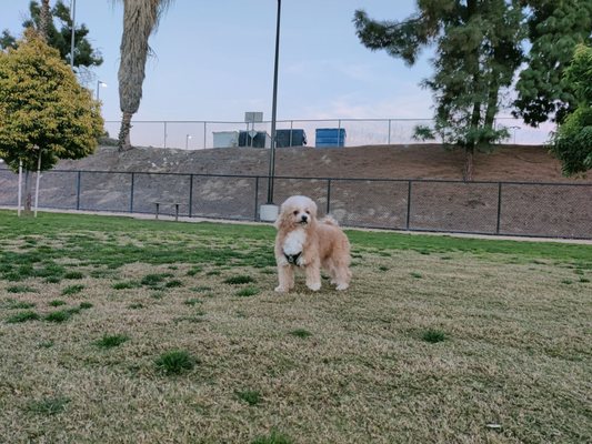 Fletcher Fetch Park by null